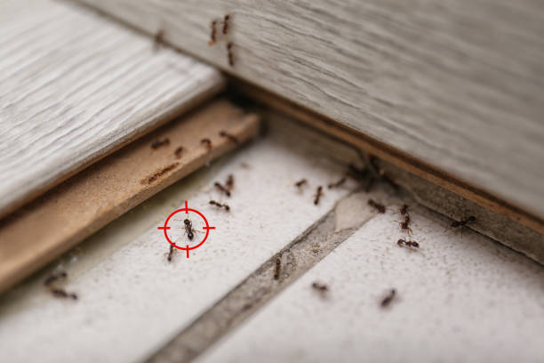 Best Flea Control Services  in North Baltimore, OH
